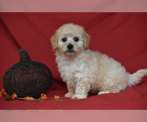 Medium Photo #2 Bichpoo Puppy For Sale in ELDORADO, OH, USA