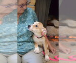 Small #2 Jack Russell Terrier Mix