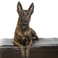 Dutch Shepherd Dog Puppy for sale in GREEN BAY, WI, USA