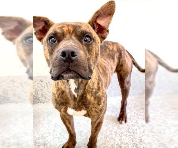 Medium Photo #1 American Pit Bull Terrier-Unknown Mix Puppy For Sale in Houston, TX, USA