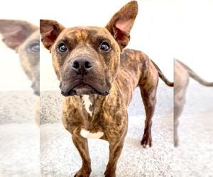 American Pit Bull Terrier-Unknown Mix Dogs for adoption in Houston, TX, USA