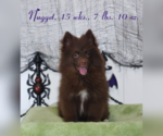 Puppy 5 Pomsky