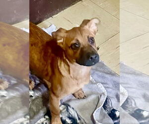 Misty - Female Black Mouth Cur-Unknown Mix Dog for Adoption - Photo #5