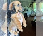 Small Dachshund