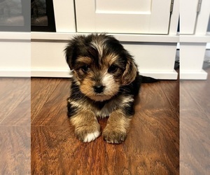 Morkie Puppy for sale in INDIANAPOLIS, IN, USA