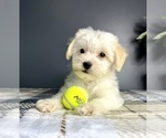 Small #2 Maltipoo