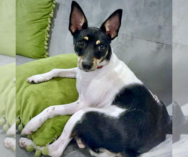 Medium Photo #4 Rat Terrier Puppy For Sale in Atlanta, GA, USA