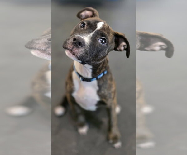 Medium Photo #5 Mutt Puppy For Sale in Clarkston, MI, USA