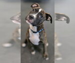 Small #4 Mutt