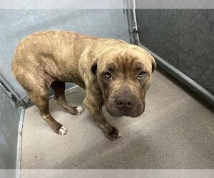 Dogue de Bordeaux-Unknown Mix Dogs for adoption in HESPERIA, CA, USA