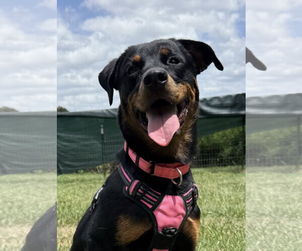 Medium Photo #5 Rottweiler Puppy For Sale in Mooresville, NC, USA