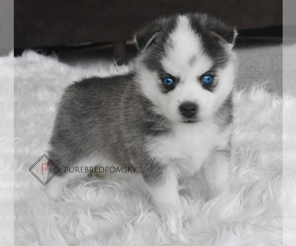 Medium Photo #5 Pomsky Puppy For Sale in KANSAS CITY, MO, USA