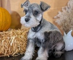Small #9 Schnauzer (Miniature)