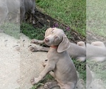 Small Photo #7 Weimaraner Puppy For Sale in WHITE HALL, AR, USA