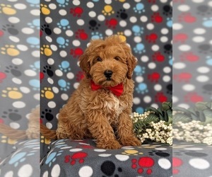 Goldendoodle (Miniature) Puppy for sale in LINCOLN UNIVERSITY, PA, USA