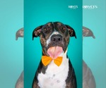 Small #3 Bull Terrier Mix