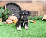 Small #2 Schnauzer (Miniature)