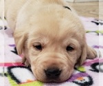 Small Photo #13 Labrador Retriever Puppy For Sale in OLYMPIA, WA, USA