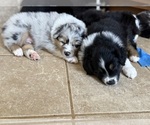 Puppy Skye Australian Shepherd