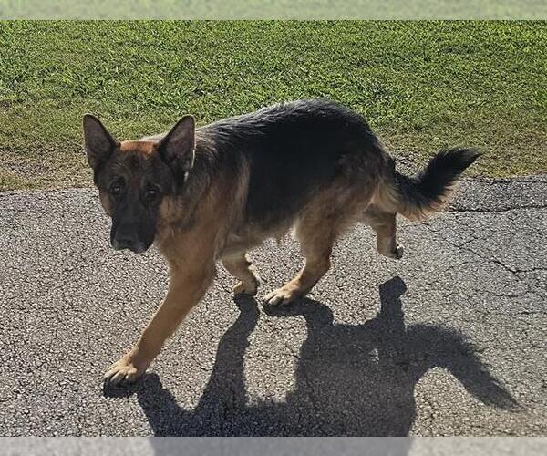Medium Photo #1 German Shepherd Dog Puppy For Sale in Pasadena, TX, USA