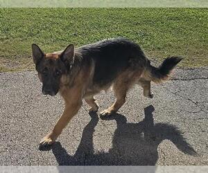 German Shepherd Dog Dogs for adoption in Pasadena, TX, USA