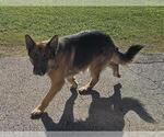 DINO - Male German Shepherd Dog Dog for Adoption - Small photo