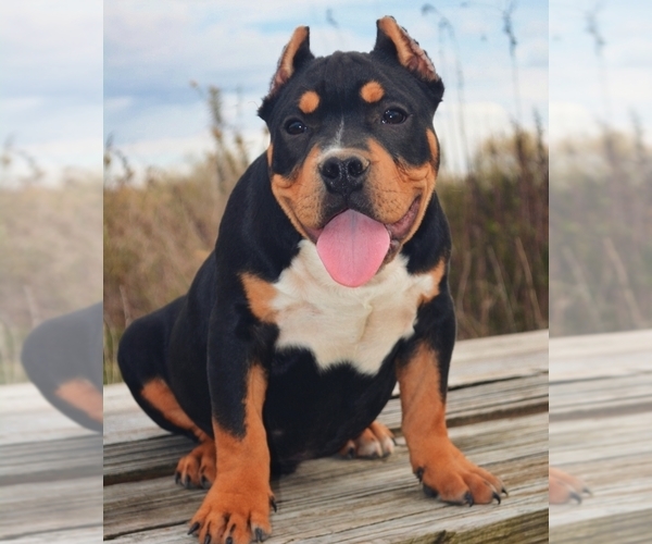 Medium Photo #2 American Bully Puppy For Sale in POMONA, MO, USA