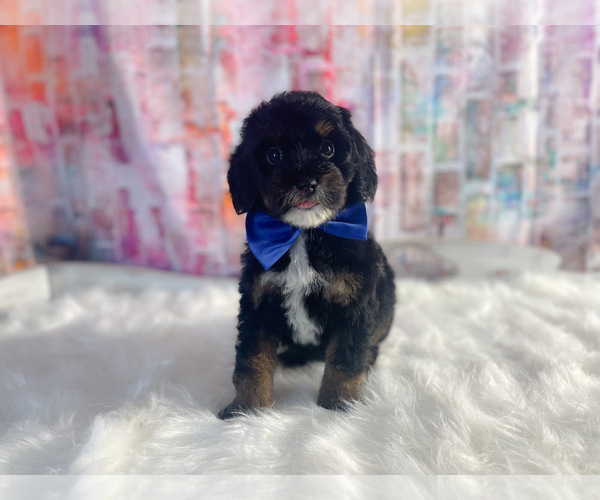 Medium Photo #2 Miniature Labradoodle Puppy For Sale in KINSTON, NC, USA