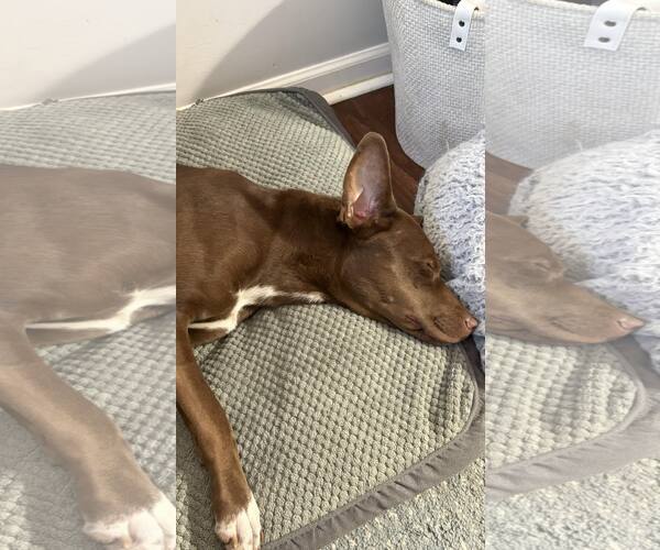 Medium Photo #10 Labrador Retriever-Unknown Mix Puppy For Sale in Holly Springs, NC, USA