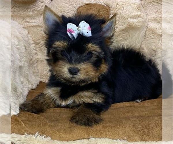 Medium Photo #7 Yorkshire Terrier Puppy For Sale in MIAMI, FL, USA