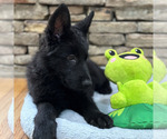 Small Photo #37 German Shepherd Dog Puppy For Sale in LENOIR, NC, USA