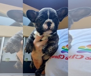 French Bulldog Puppy for Sale in FT MYERS, Florida USA