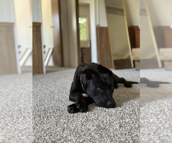 Medium Photo #1 Staffordshire Bull Terrier-Unknown Mix Puppy For Sale in Woodland, CA, USA