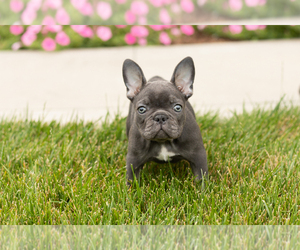 French Bulldog Puppy for sale in MILLERSBURG, IN, USA