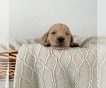 Puppy Lucky Golden Retriever
