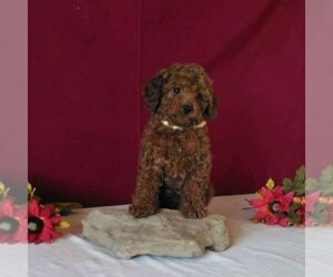 Cavapoo Puppy for sale in GORDONVILLE, PA, USA