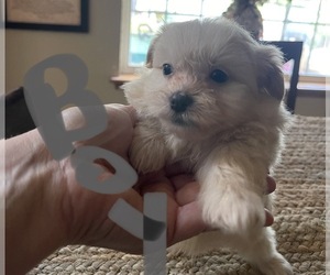 Pom-A-Poo Puppy for sale in NEOSHO, MO, USA