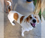 Small #7 Basset Hound-Great Pyrenees Mix