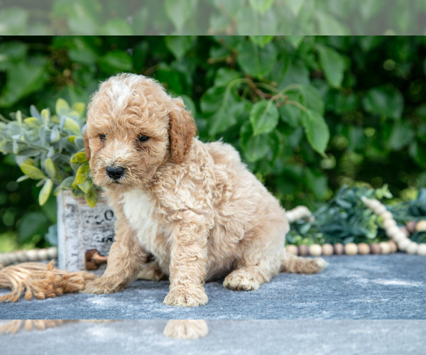 Medium Photo #7 Poodle (Miniature) Puppy For Sale in WOLCOTTVILLE, IN, USA