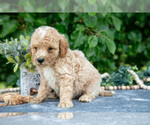 Small #2 Poodle (Miniature)