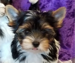 Yorkshire Terrier Puppy for sale in SARASOTA, FL, USA