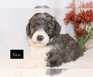 Goldendoodle Puppy for sale in HILLSBORO, TX, USA