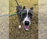 SUMO - Male American Pit Bull Terrier-Unknown Mix Dog for Adoption - Small photo