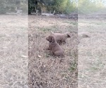Puppy Dark blue Puppy Chesapeake Bay Retriever