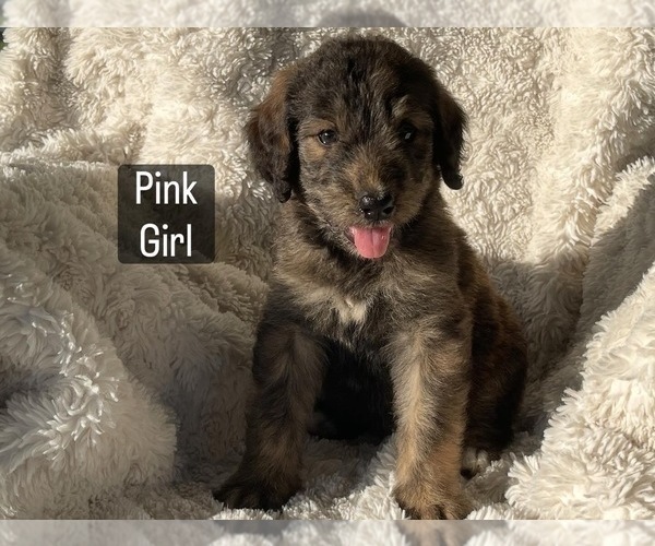 Medium Photo #2 Bernedoodle Puppy For Sale in LEWISBURG, TN, USA