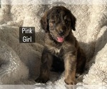 Small #1 Bernedoodle