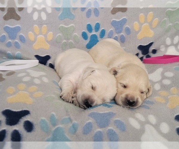 Medium Photo #5 English Cream Golden Retriever Puppy For Sale in WEEKI WACHEE, FL, USA