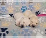 Small #4 English Cream Golden Retriever