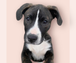 Small Labrador Retriever Mix
