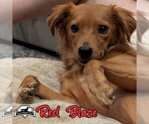 Red Blaze - Male Dachshund-Unknown Mix Dog for Adoption - Photo #5